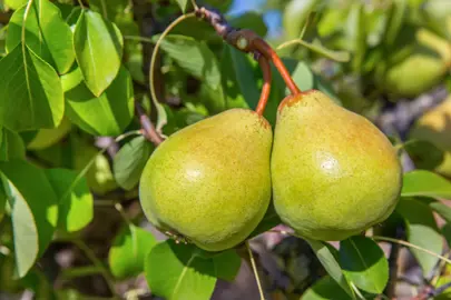 pear-doyenne-du-comice-semi-dwarf-2