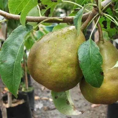 pear-winter-cole-semi-dwarf-