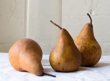 pear-beurre-bosc-semi-dwarf-2