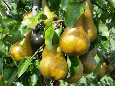pear-beurre-bosc-semi-dwarf-3