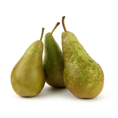 pear-conference-semi-dwarf-