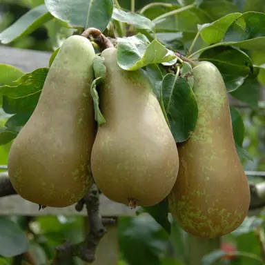 pear-conference-semi-dwarf-3