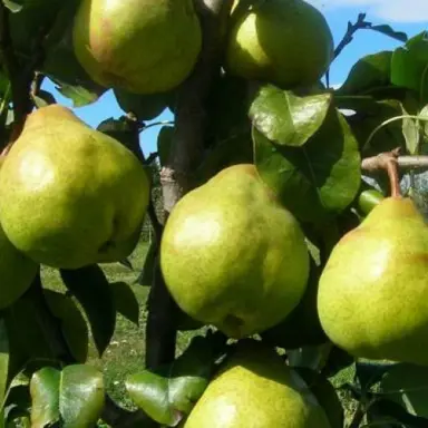 pear-garden-belle-