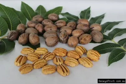 Pecan 'Colby' nuts.