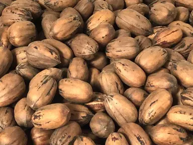 Pecan 'Peruque' brown nuts.