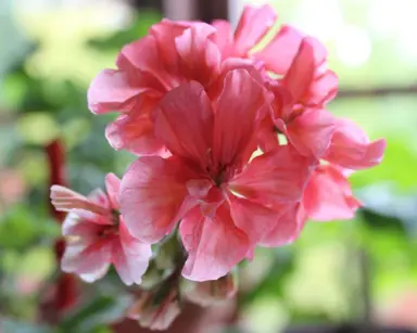 pelargonium-alma-