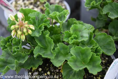 pelargonium-alma-1