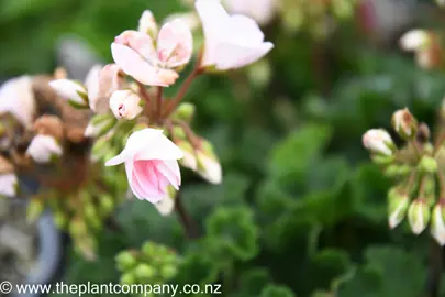 pelargonium-alma-2