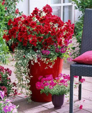 pelargonium-aristo-velvet-red-1