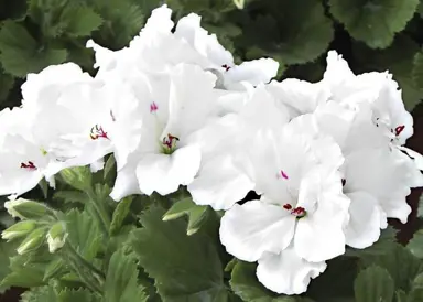 pelargonium-aristo-white-