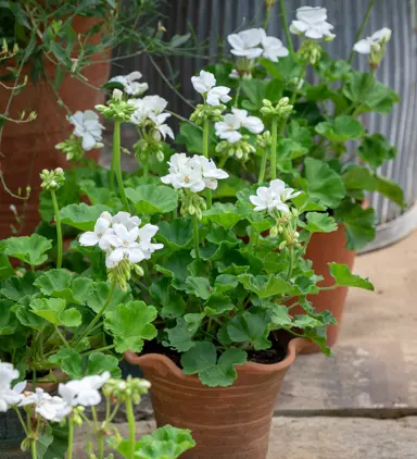 pelargonium-aristo-white-1