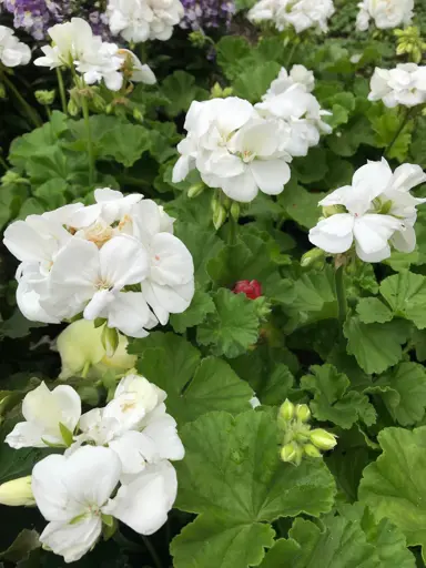 pelargonium-aristo-white-2