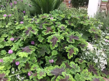 Pelargonium 'Chocolate Chip' plant with lush, green and purple foliage.