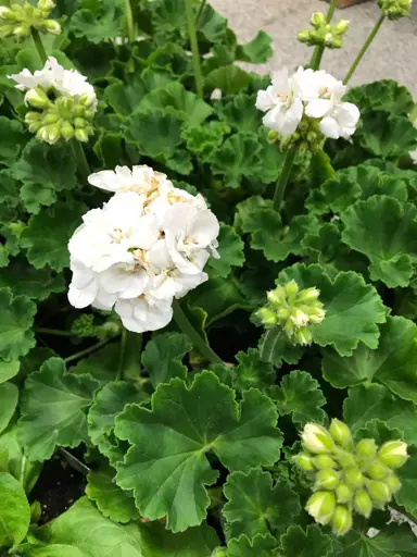 pelargonium-clara-