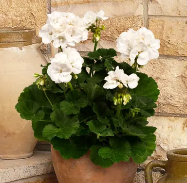 pelargonium-clara-1