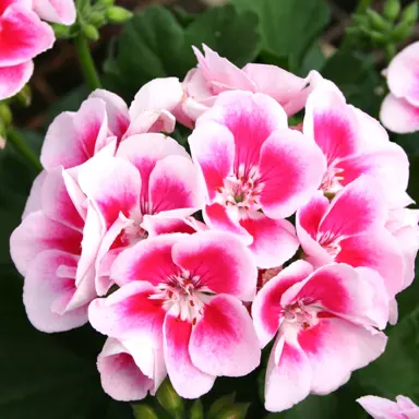 pelargonium-flower-fairy-pink-