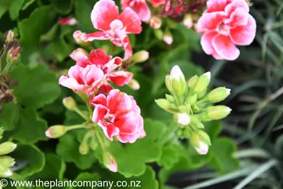 pelargonium-flower-fairy-pink-1