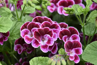 pelargonium-flower-fairy-velvet-