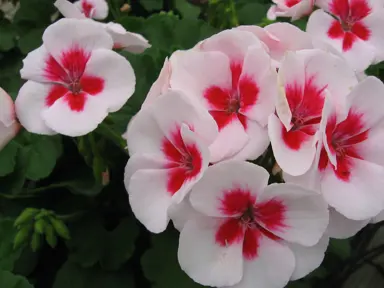 pelargonium-flower-fairy-white-splash-