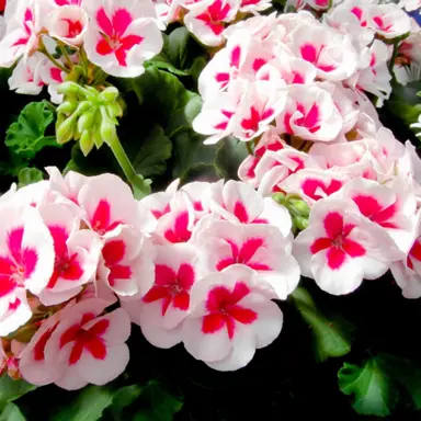 pelargonium-flower-fairy-white-splash-1