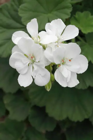 pelargonium-glacis-