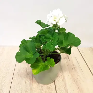 pelargonium-glacis-1
