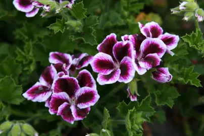 pelargonium-imperial-