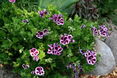 pelargonium-imperial-1