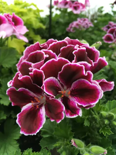 pelargonium-imperial-2