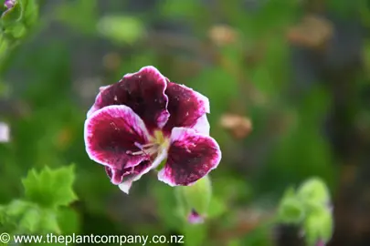pelargonium-imperial-3
