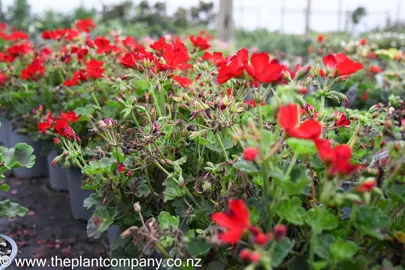 pelargonium-two-in-one-dark-red-2