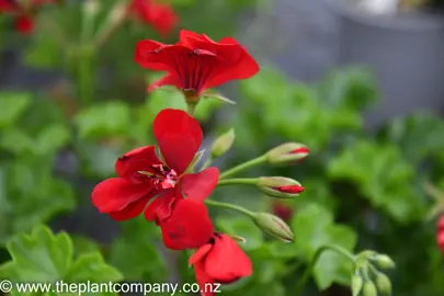 pelargonium-katrine-1