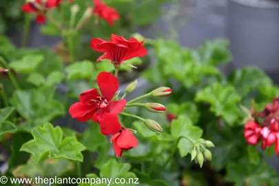 pelargonium-katrine-2