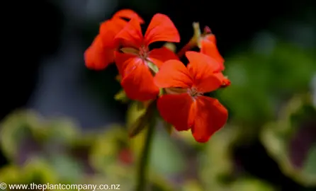 pelargonium-mrs-pollock--1