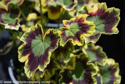 pelargonium-mrs-pollock-