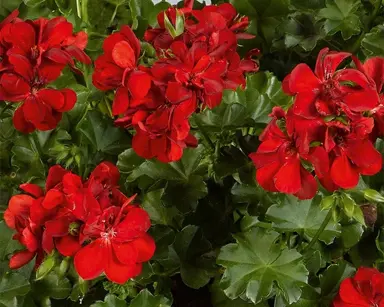 pelargonium-ruby-