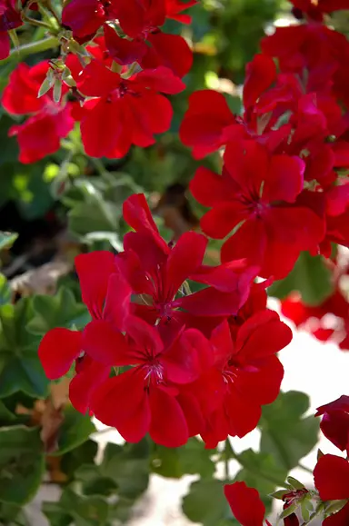 pelargonium-ruby-1