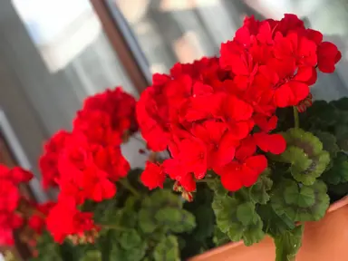 pelargonium-samelia-