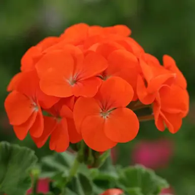 pelargonium-shocking-orange-