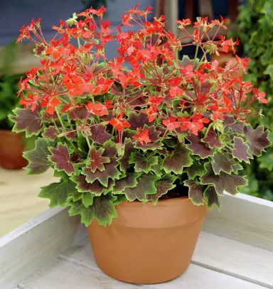 pelargonium-vancouver-centennial-