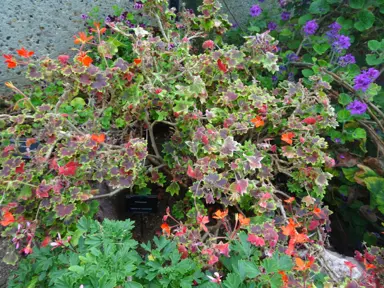 pelargonium-vancouver-centennial-1