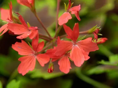 pelargonium-vancouver-centennial-2