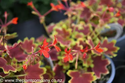 pelargonium-vancouver-centennial-4