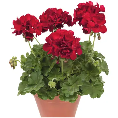 pelargonium-victor-