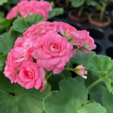 pelargonium-vintage-rose-1
