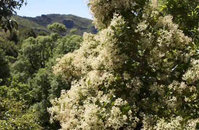 A large Pennantia corymbosa (Kaikomako) tree with cream flowers and lush, green foliage.