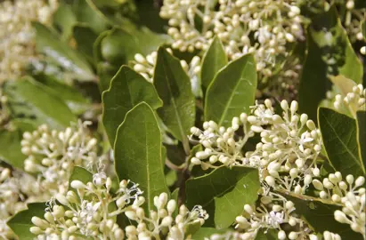 Pennantia corymbosa green foliage and cream-coloured flowers.