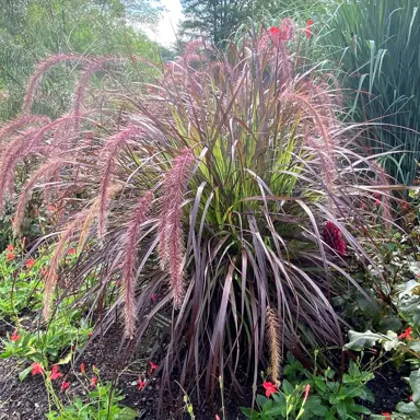 Pennisetum setaceum rubrum grass with purple foliage and flowers.