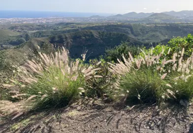 Pennisetum setaceum grass plants with white flowers on a hill.