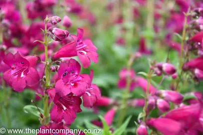 penstemon-boysenberry-taffy-